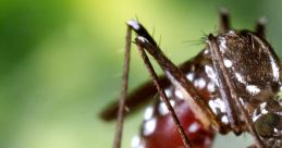 Mosquito