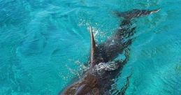 Dolphin by @arab
