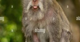 Macaque Mangio Crepe