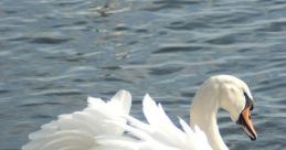 Swan