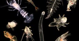 Plankton