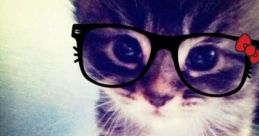 MAAOW (Doorbell Cat)