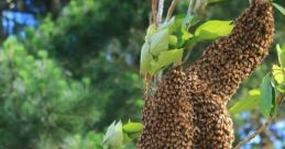 Bee Swarm Buzzing