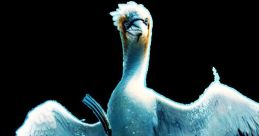 Scuttle (The Little Mermaid 2023)