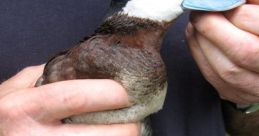 Literally a fucking goose