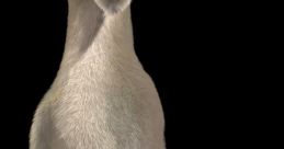 Donkey (Shrek)