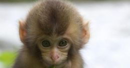 Monkey (From Real Life)
