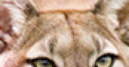 Cougar