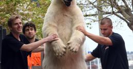 CJ The Polar Bear (bmcj199-HotelBrando)