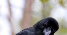 An Actual Crow