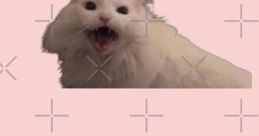 Screaming Cat Guy YouTuber
