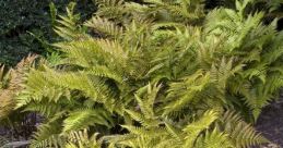 Fern