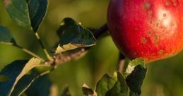 Pomme