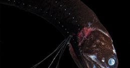 Caerulus (Nephthys Media, Black Drag0nfish)
