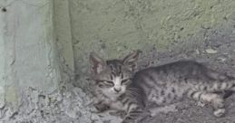 El Gatooo 😭