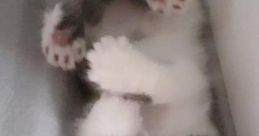 Alugalug cat