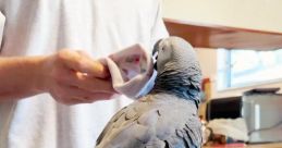 Apollo The Bird (@apolloandfrens)