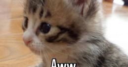 Aw aw cat