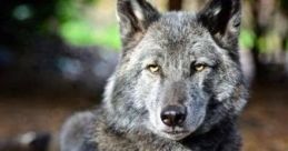 GrayWalf