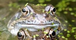Happy Frog