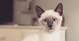Siamese Cat Rerelease Type your text to hear it in the voice of Siamese Cat Rerelease