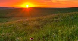 Prairie