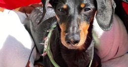 Crusoe (Crusoe the Dachshund) reposted