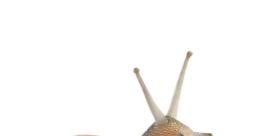 Snail Mail