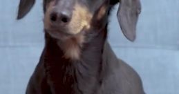 Lauren Dionne (Crusoe the Dachshund)