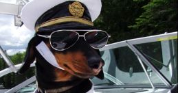 Oakley Dokily (Crusoe the Dachshund)