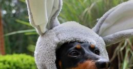Dr. Dog (Crusoe the Dachshund)
