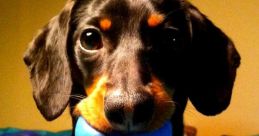 Crusoe El Perro Salchicha (Crusoe The Dachshund Spanish Dub)