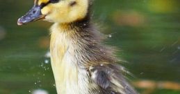 Small Animal Treading Water