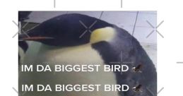 Imm the biggest bird