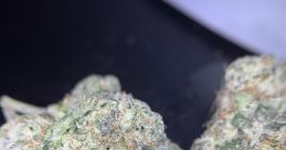 Coco 23