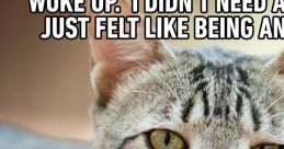 Gray tabby cat with expressive eyes, meowing for attention and mischief, showcasing playful feline personality.