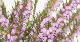 Erica's