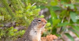 Chipmunk (Other)