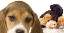 Petz: My Puppy Family - Video Game