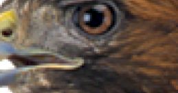 Hawk