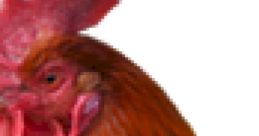 Rooster