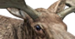 Moose
