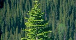 Spruce