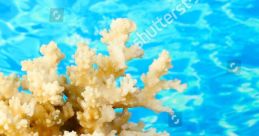 Coral Sea Shells