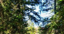 Forest Evergreen