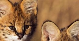 Serval