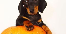 Halloweenie