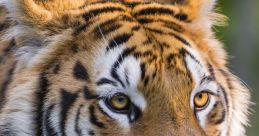 Tigress