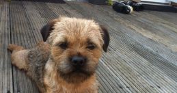 Terriers
