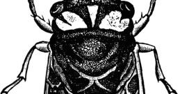 Cicada